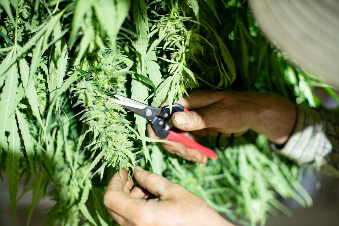 Un cultivateur de CBD en Savoie taille soigneusement une plante de chanvre avec un s&eacute;cateur dans un champ, garantissant une r&eacute;colte artisanale et de haute qualit&eacute;.